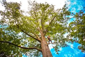 How Our Tree Care Process Works  in  Rose Hills, CA