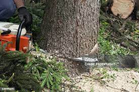 Best Emergency Tree Removal  in Rose Hills, CA
