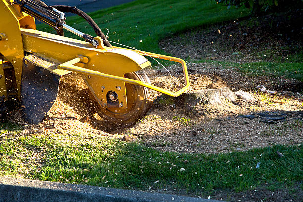 Seasonal Cleanup (Spring/Fall) in Rose Hills, CA