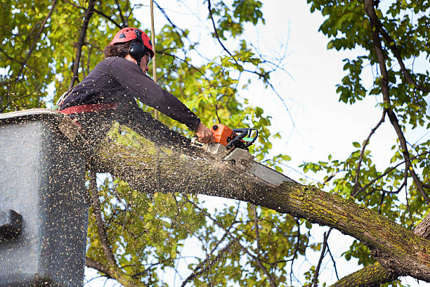Professional Tree Services in Rose Hills, CA
